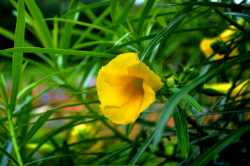 Yellow oleander (Thevetia Peruviana) in the garden