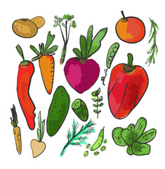 Vegetable set vector illustration - handdrawn watercolor style - 429565759