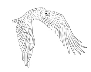 Cartoon flying wild eagle in isolate on a white background. Vector illustration.