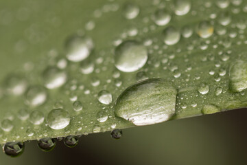 water drops on green leaf