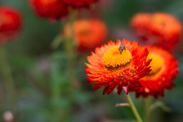 Insects are perched on the Straw flower pollen, and blur the background of Straw flowers and green leaves.