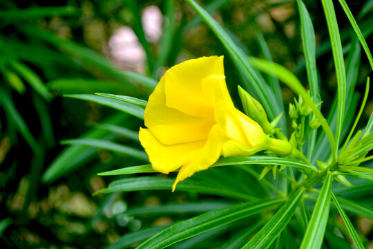 Thevetia peruviana blooming, yellow beautiful flower with bokeh background looks so charming and romantic