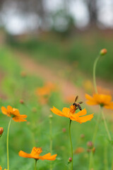 Bee are perched on the pollen of a Singapore daisy, blurring the background.
