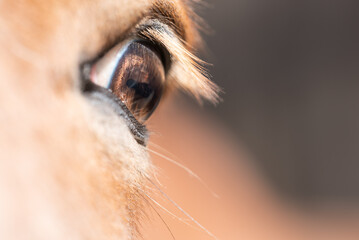 Pferdeauge / Detail © Petra Fischer