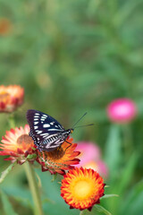 A vertical close-up of a butterfly perched on a straw flower, and blurred the background.