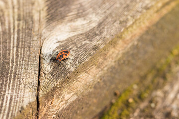 Blacksmith wingless on a wooden beam