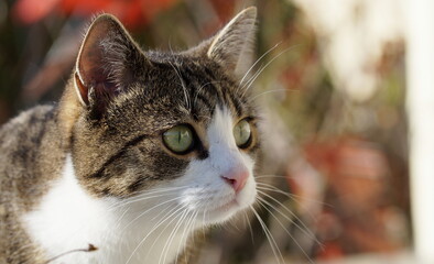 portrait of curious cat staring