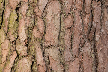 pine bark