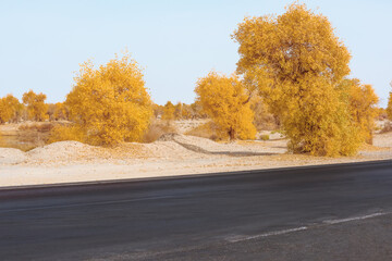 Tarmac road and roadside poplar forest