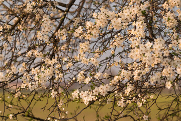 flowering tree