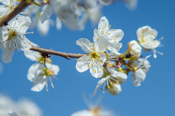 White flowers on an apple tree branch against a blue sky