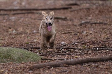 Obraz premium Loup et louveteau arctiques