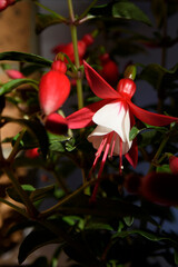 Obraz premium Close up of Hybrid Fuchsia