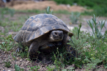 turtle on grass
