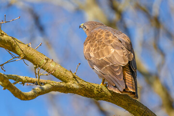Buzzard in the forest. Sitting on a branch of a deciduous tree in winter. Wildlife Bird of Prey, Buteo buteo. Detailed feathers in close up. Blue sky behind the trees. Wildlife scene from nature, seen