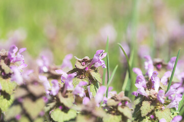 Violet Flowers Of Lamium Purpureum In Summer Field Meadow On Blurred Background