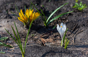 White crocus in early spring on newly thawed ground. With selective focus.