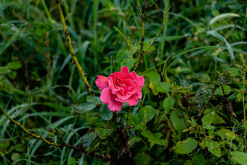 beautiful photography of pink rose flower under the sunlight in the garden. nature and greenery concept