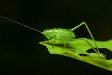 grasshopper