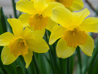 Bright yellow daffodils.