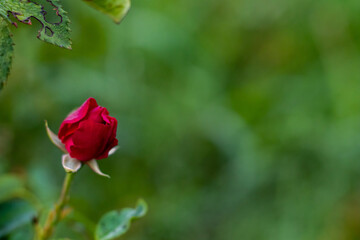 beautiful red rose bud with rotting leaf in front of blurry green background with copy space. beauty and rotting concept