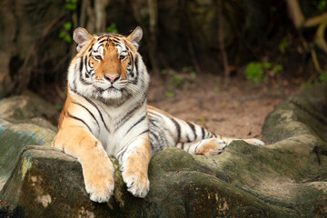 tiger face