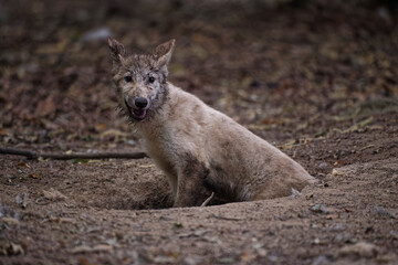 Loup et louveteau arctiques