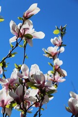 White Magnolia blossom against blue
