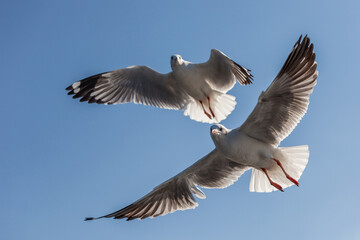 seagull