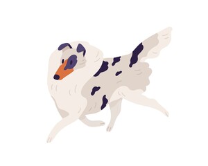Small dog of Sheltie breed. Shetland doggy walking. Pet with spotted multicolored shaggy coat. Sweet spotty puppy with fluffy hair. Colored flat vector illustration isolated on white background