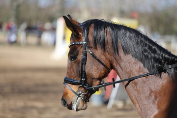 Head shot close up of a show jumper horse during competition under saddle with unknown rider