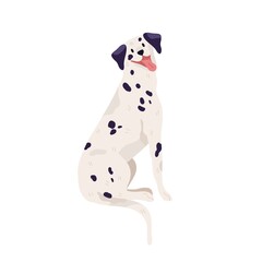 Happy friendly dalmatian sitting with tongue hanging out. beautiful black-spotted dog. Smiling doggy. Colored flat vector illustration isolated on white background