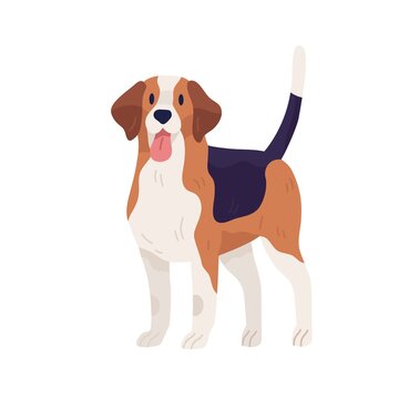 Hunting dog of Beagle breed. Multicolor doggy standing with tongue hanging out. Friendly pet with raised tail. Flat vector illustration isolated on white background