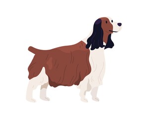 English Springer Spaniel standing with small tail up. Happy Welsh dog with shaggy wavy coat. Friendly purebred doggy. Colored flat vector illustration of pet isolated on white background