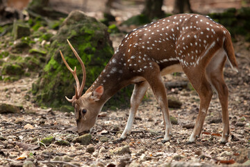 deer