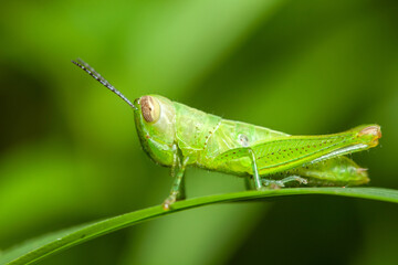 grasshopper