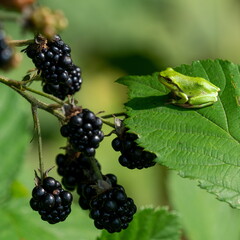 tree frog on a blackberry bush