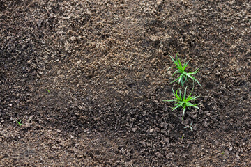 Texture of raw ground with two young sprouts. New life, ecology, organic gardening concept. Top view, copy space.