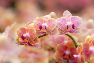 Fototapeta na wymiar orchids flower