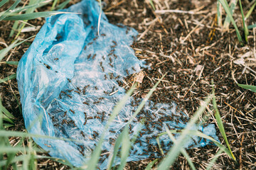 Red Forest Ants (Formica Rufa) Crawling On Plastic Bag In Forest. Ants Moving In Anthill