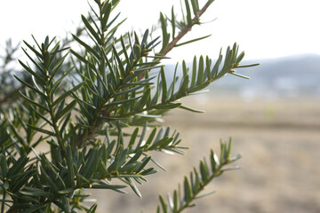 Taxus baccata close up. Green branches of yew tree(Taxus baccata, English yew, European yew).