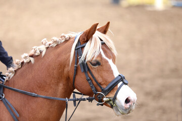 Obraz premium Photo of equestrian competition as a show jumping background.Head shot close up of a show jumper horse during competition under saddle with unknown rider