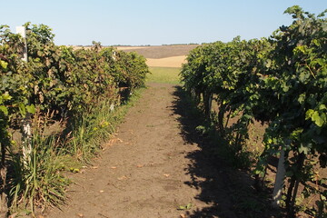 Fototapeta na wymiar Merlot, viticulture in Selemet, Republic of Moldova