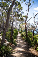 Vertical View of Path in the Forest in Jervis Bay, Australia