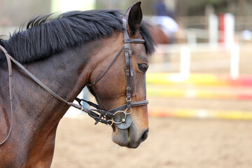Fototapeta premium Photo of equestrian competition as a show jumping background.Head shot close up of a show jumper horse during competition under saddle with unknown rider