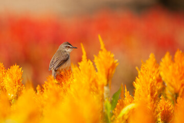 A bird perched on a flower.