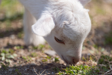 牧草を食べるヤギ