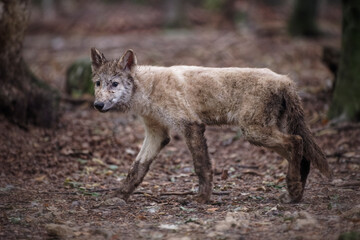 Fototapeta premium Loup et louveteau arctique