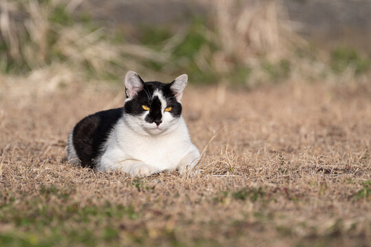 295 Best 白黒猫 Images Stock Photos Vectors Adobe Stock