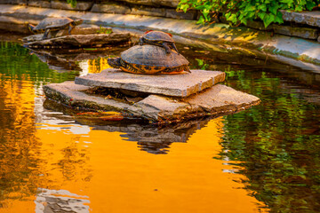 Three Turtles Resting on a Stone on a Water Pond in Switzerland.
